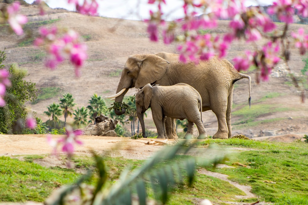 elefante e bezerro no campo de grama verde durante o dia