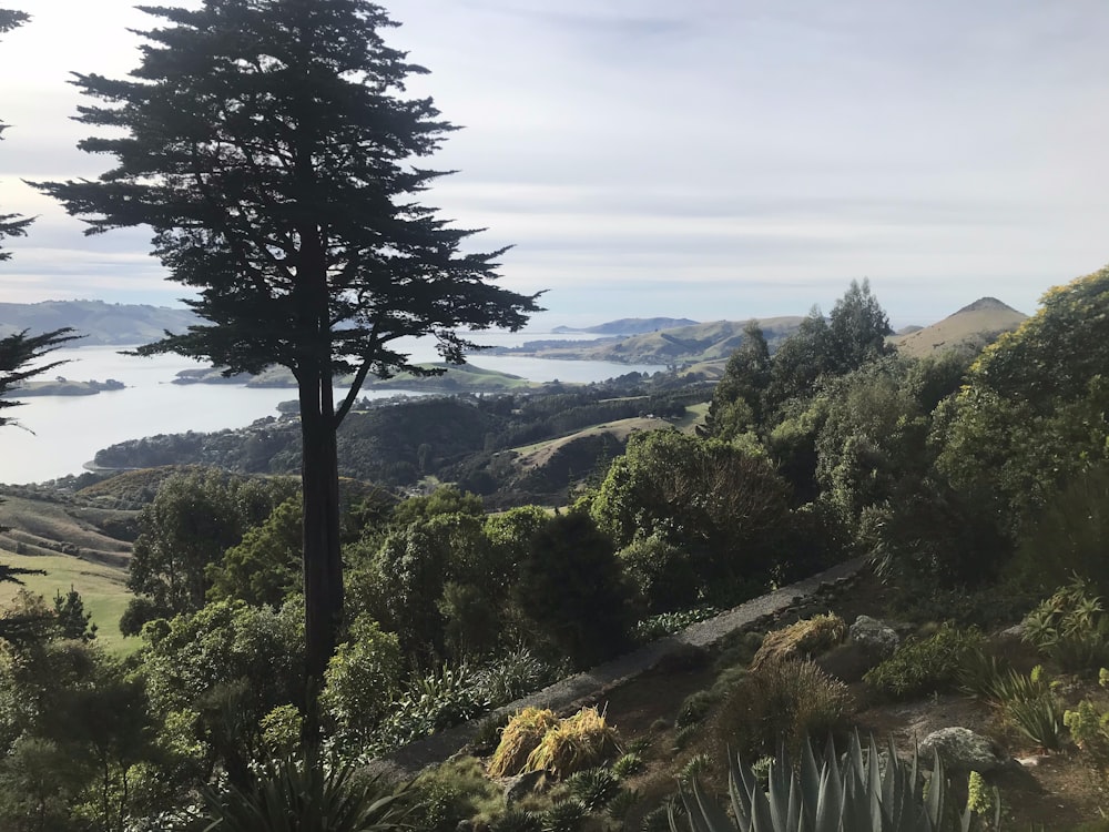 arbre vert sur un champ d’herbe verte pendant la journée