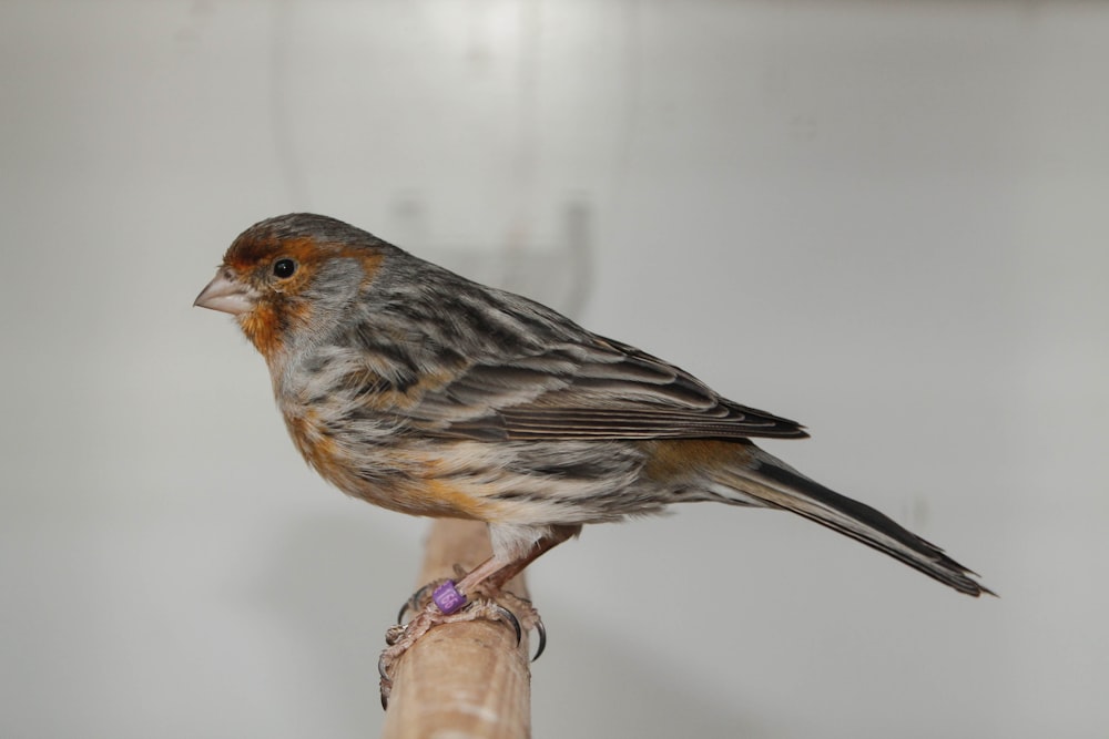 brown and black bird on brown stem