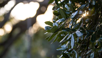Sunlight filtering through leaves onto a bottle of organic hair oil.