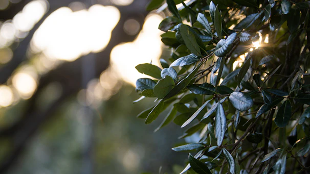 Sunlight filtering through leaves onto a collection of eco-friendly cosmetic containers.
