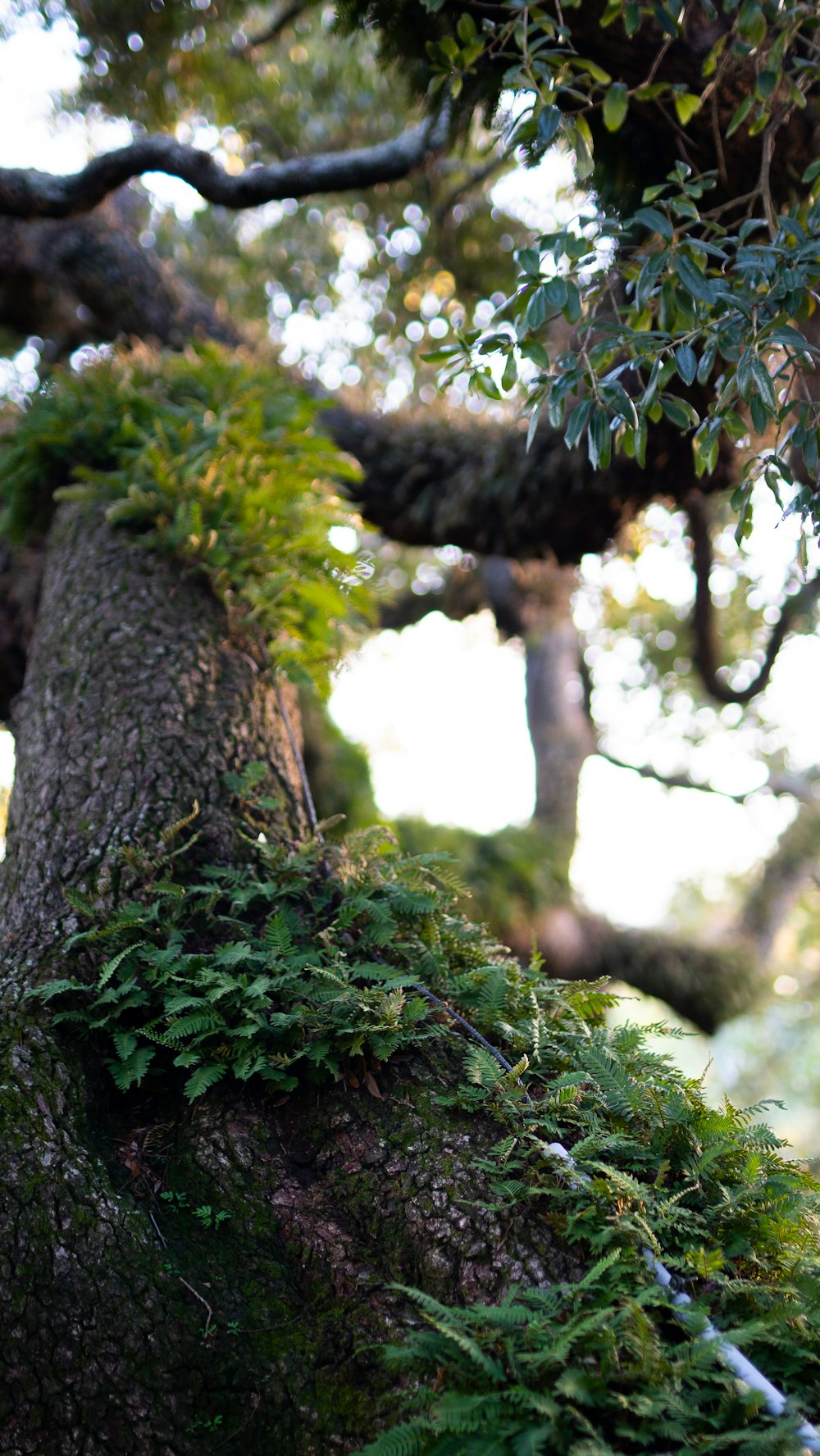 green moss on brown tree