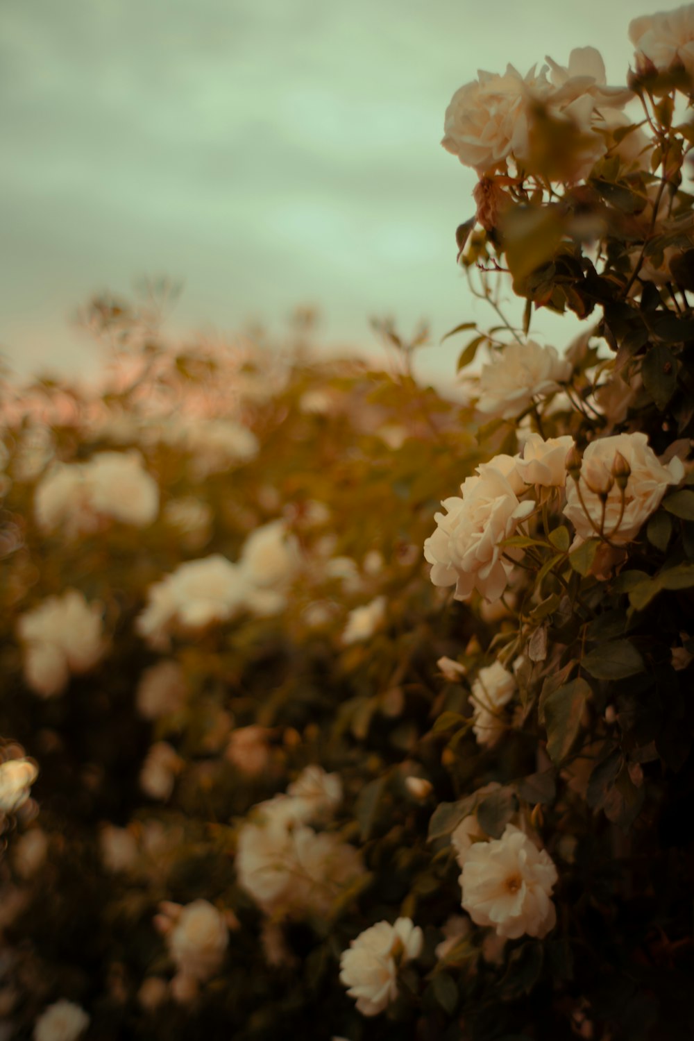 white flowers in tilt shift lens