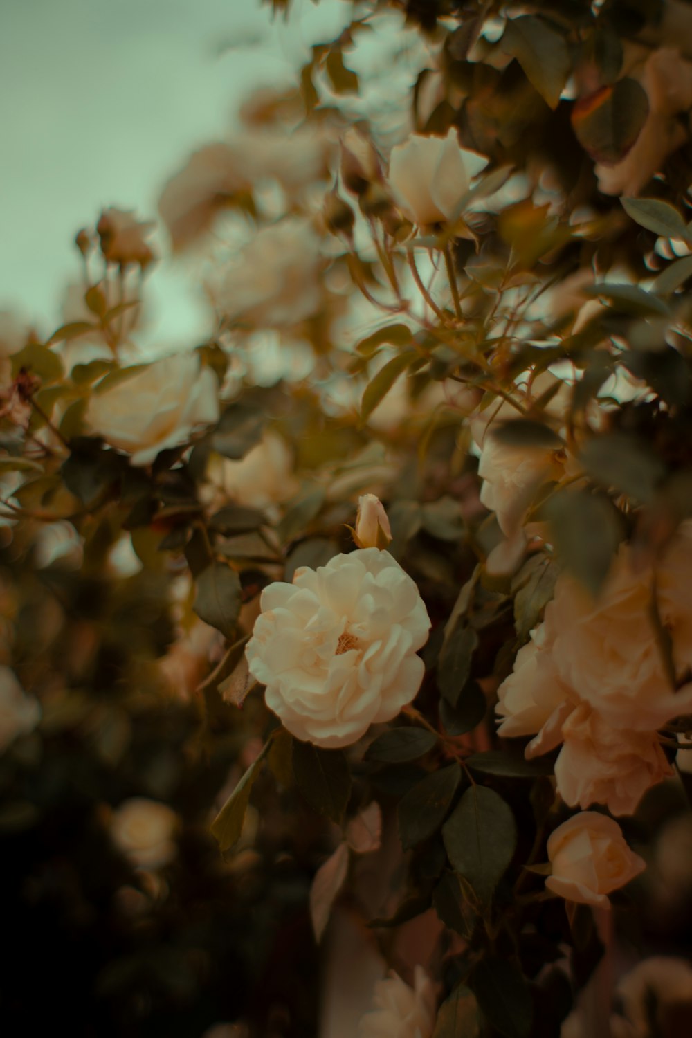 white flower in tilt shift lens