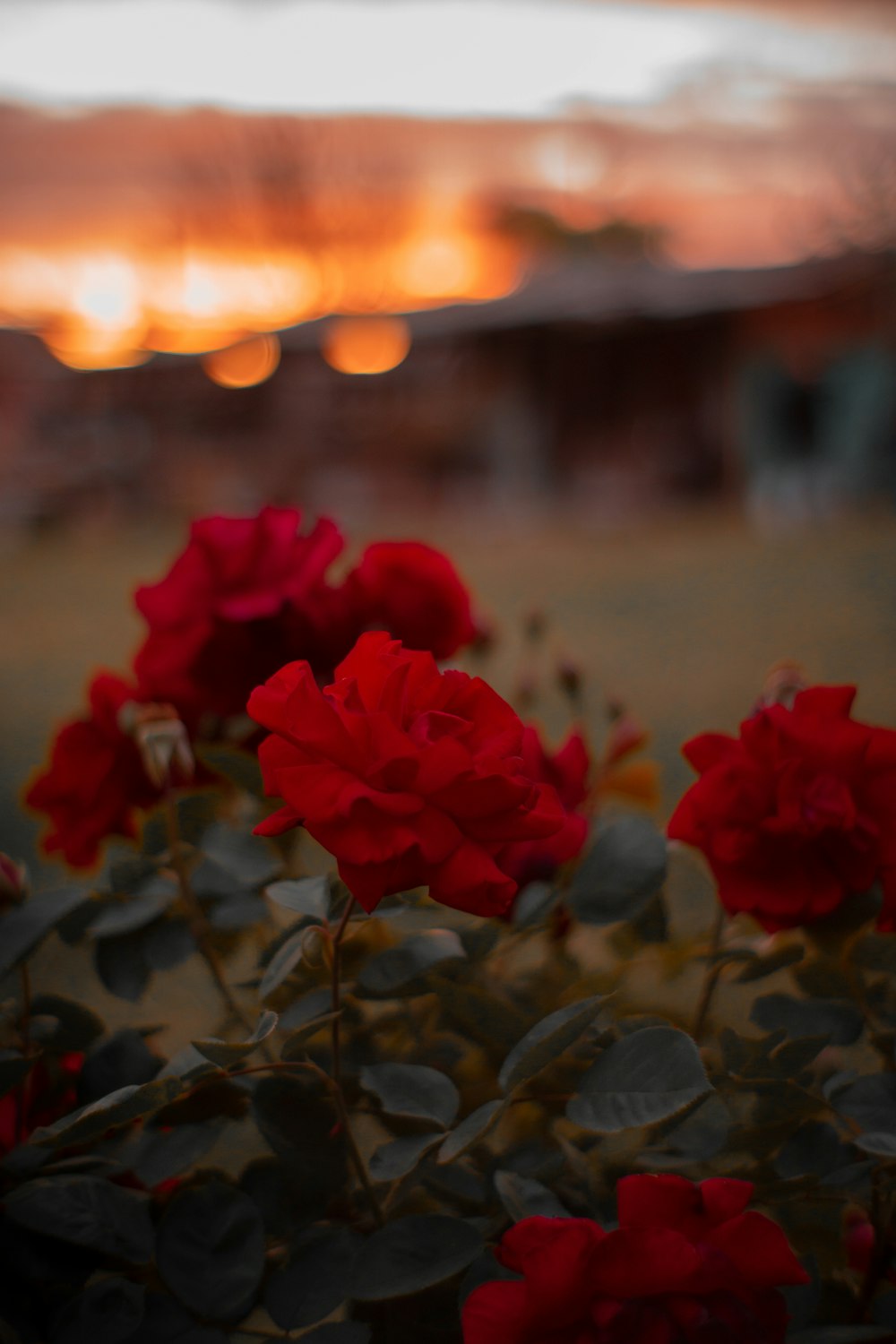 rote Blüten auf brauner Erde bei Sonnenuntergang