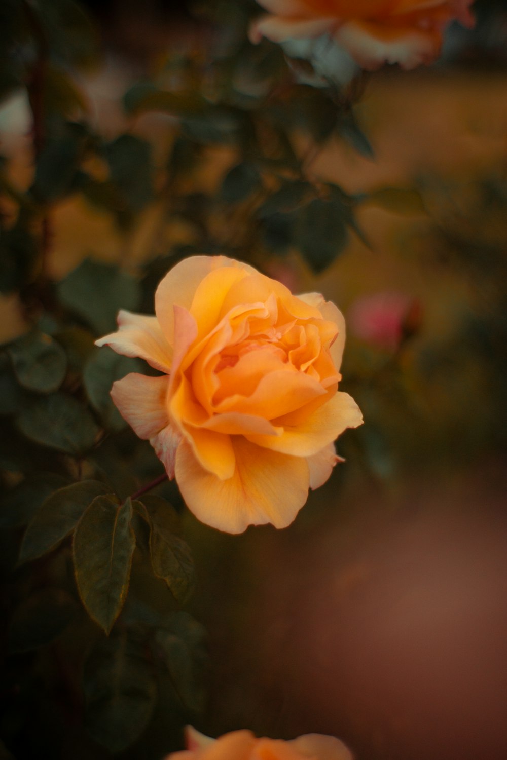 yellow flower in tilt shift lens