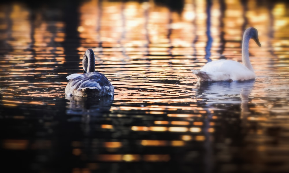 Cigno bianco sull'acqua durante il giorno