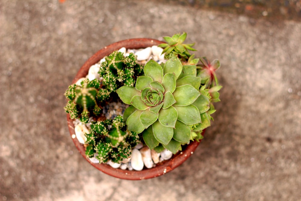 green succulent plant on brown clay pot