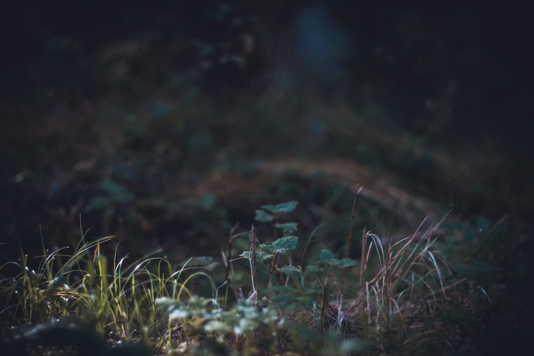 green grass and green plants