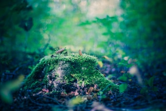 A tree stump covered in lush green moss is centered in a forest setting. The background is blurred, highlighting the stump and creating a serene, natural atmosphere.