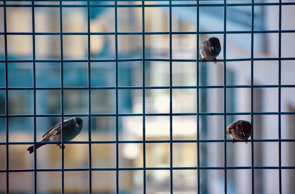 birds in cage during daytime