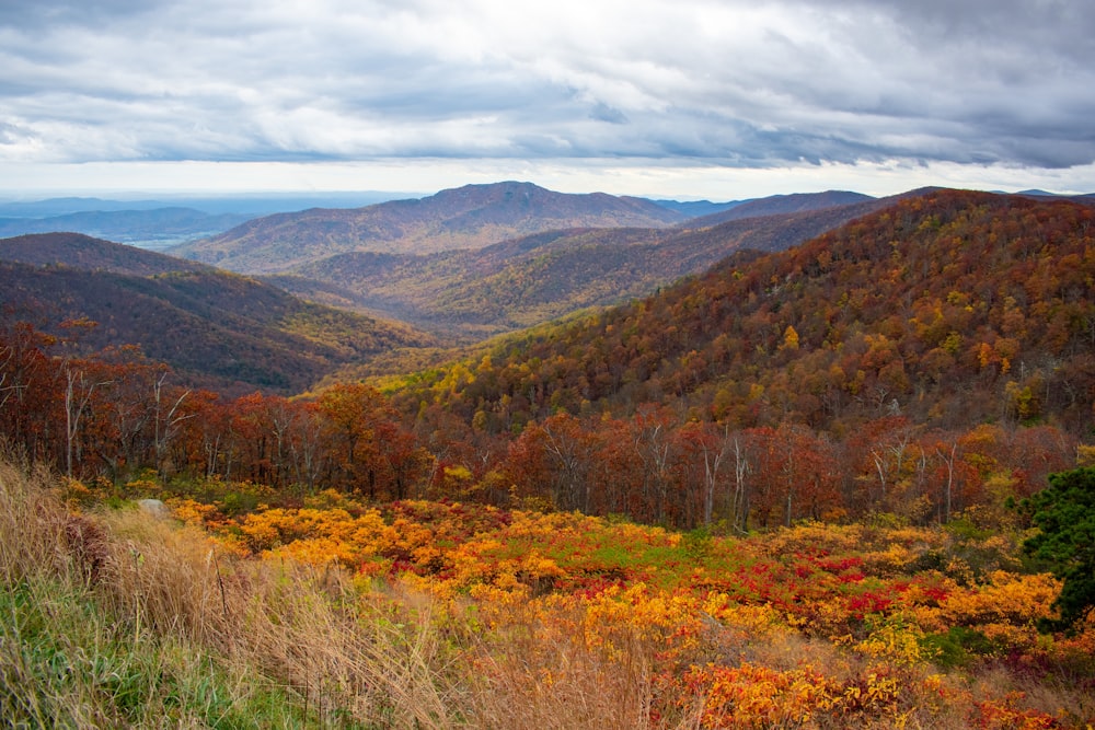 brown and green trees on mountain under white clouds during daytime