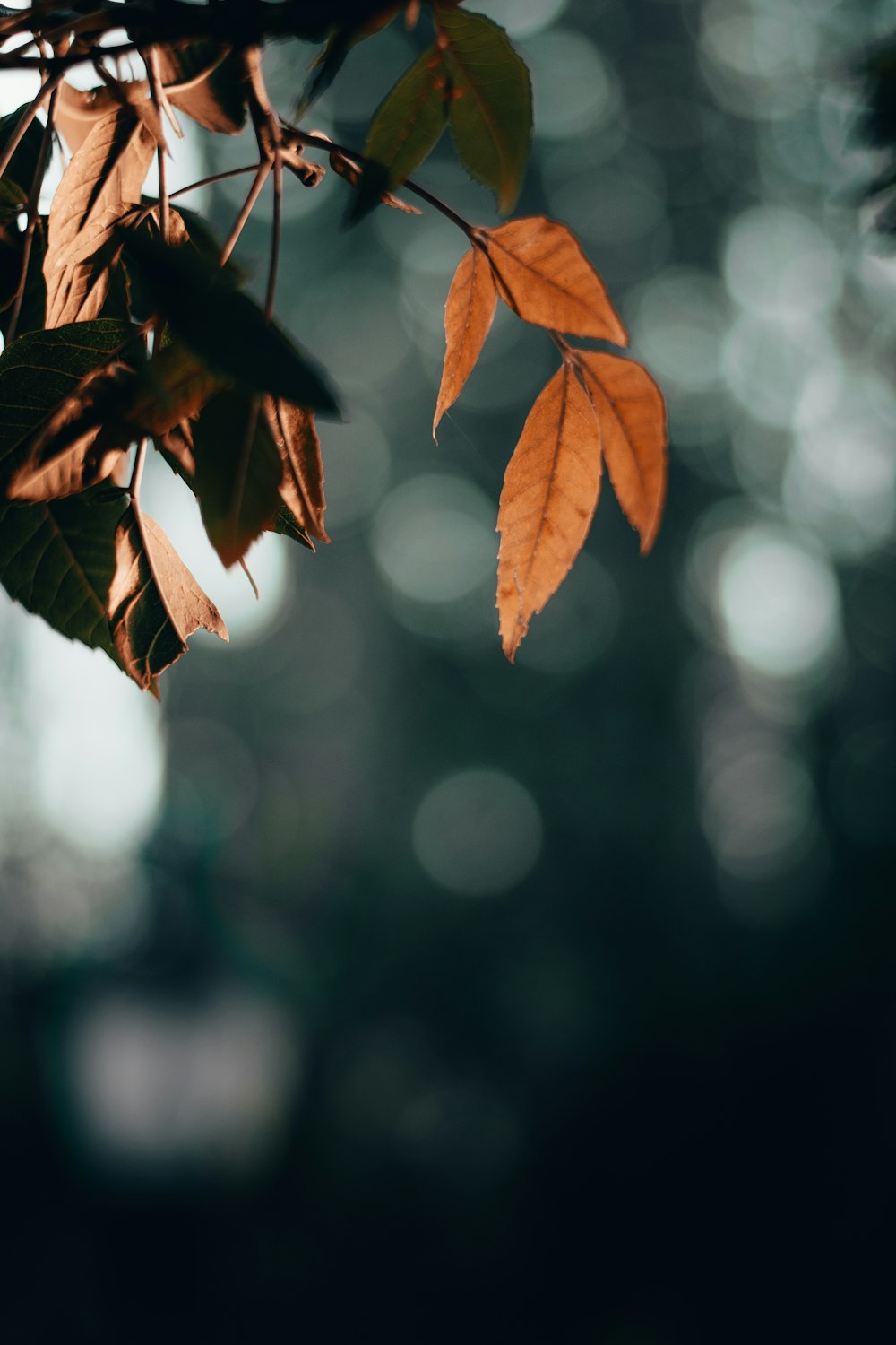 brown leaves in tilt shift lens