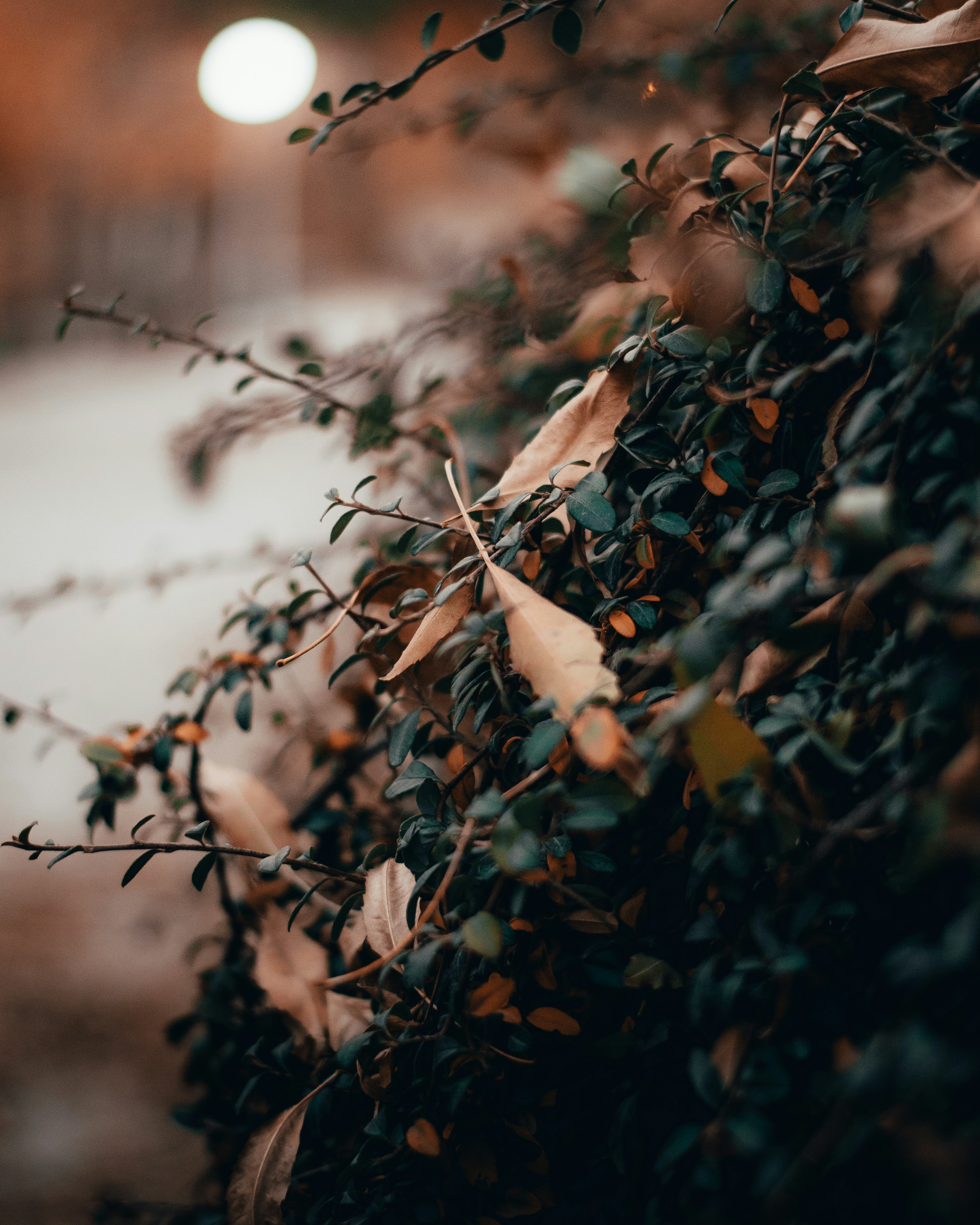 Photo by m_amirahmadi