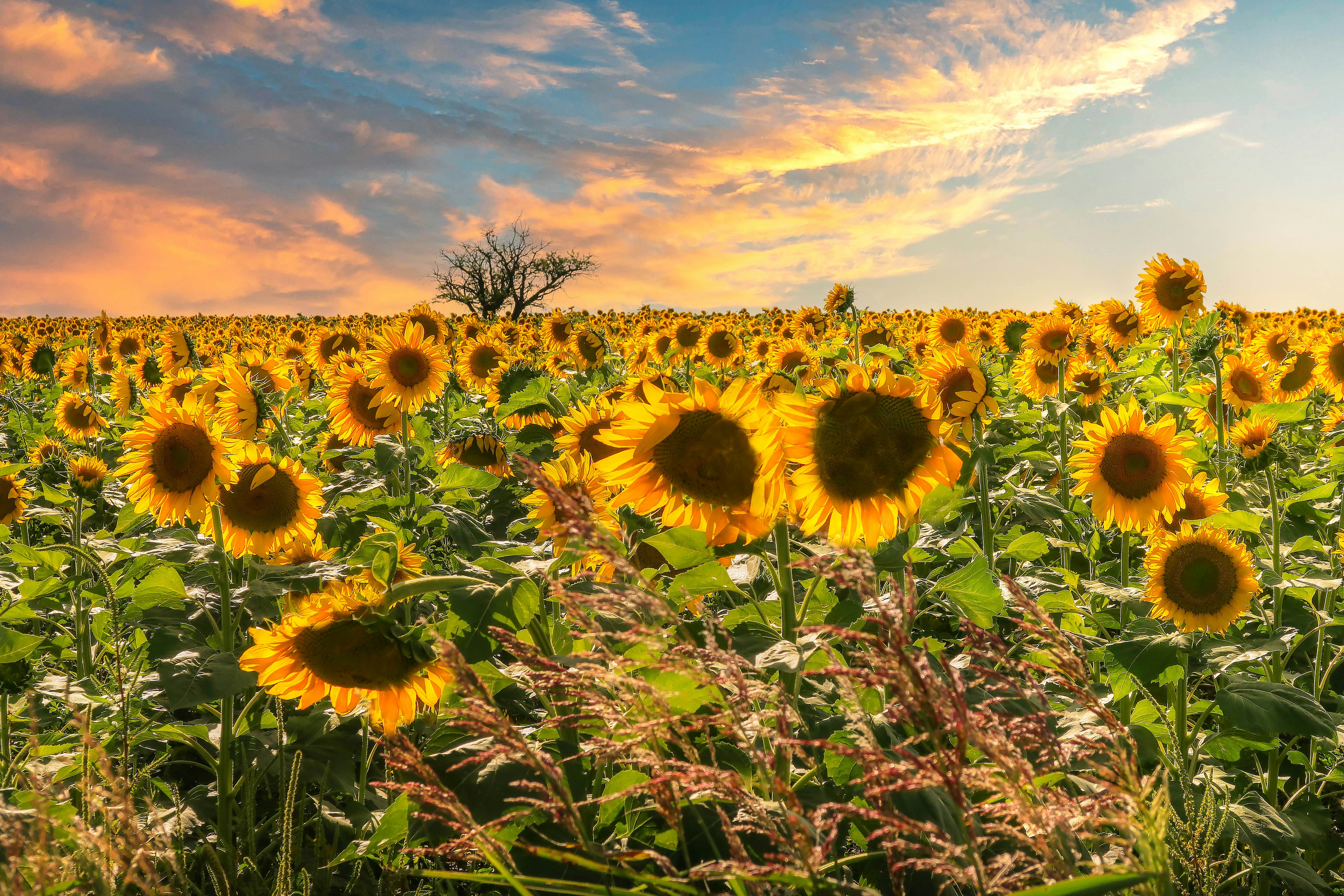 Photo by argentinanatural