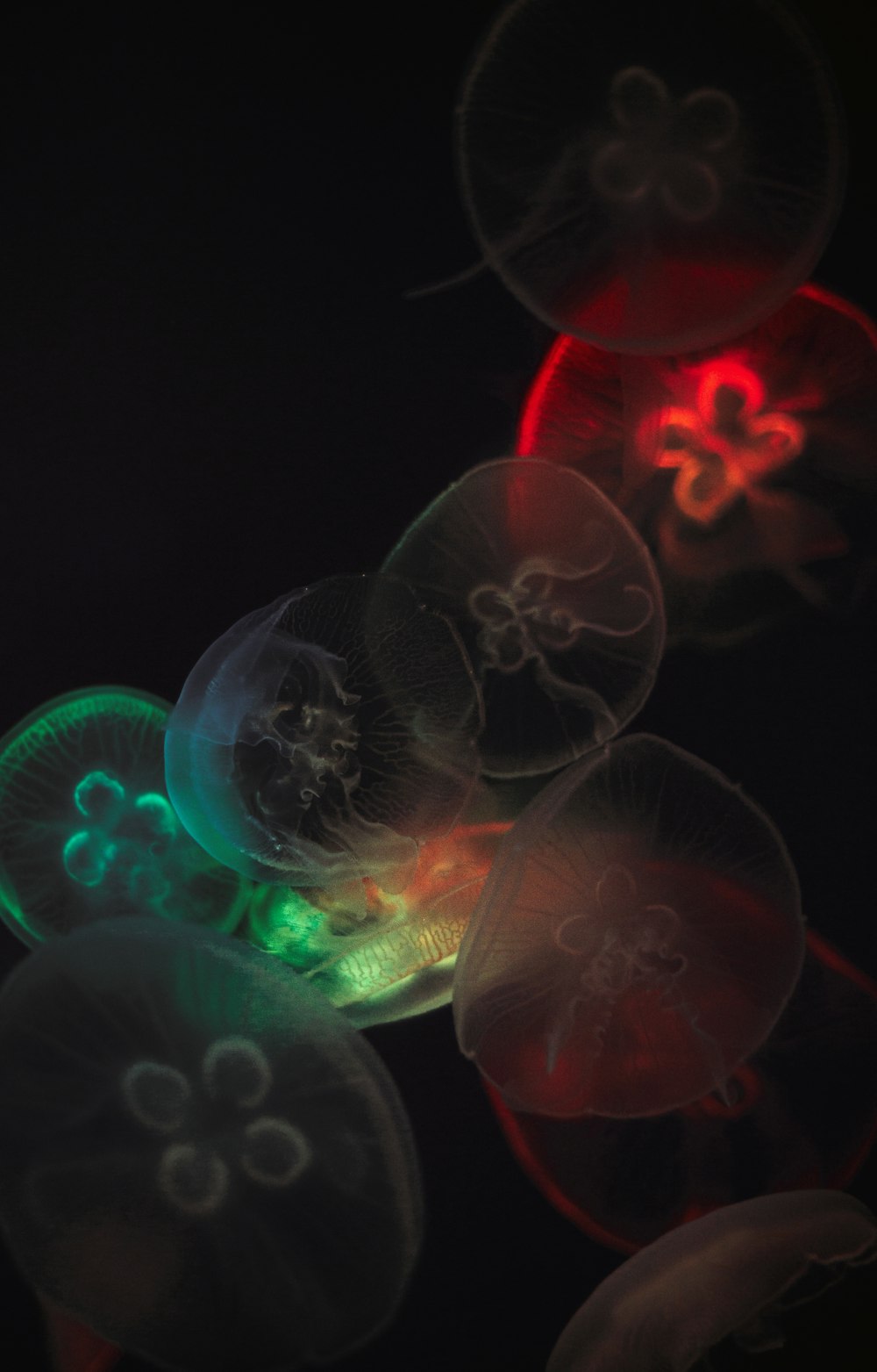 Ilustración de medusas rosas y verdes