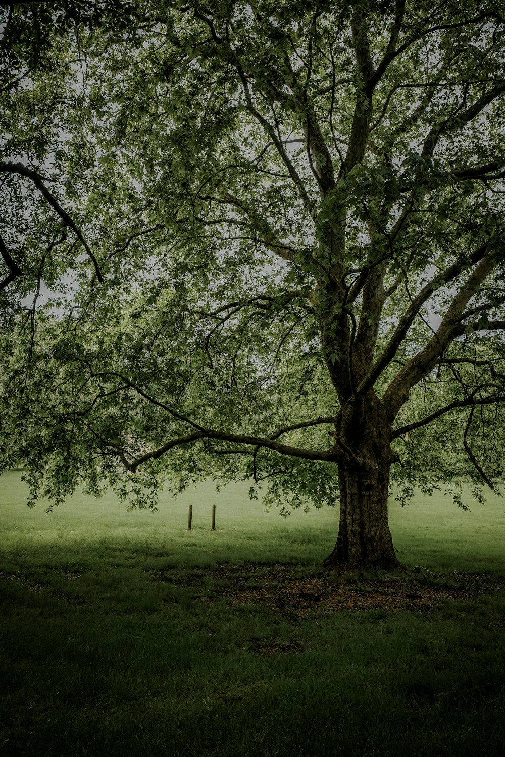 grüner Baum auf grünem Grasfeld tagsüber