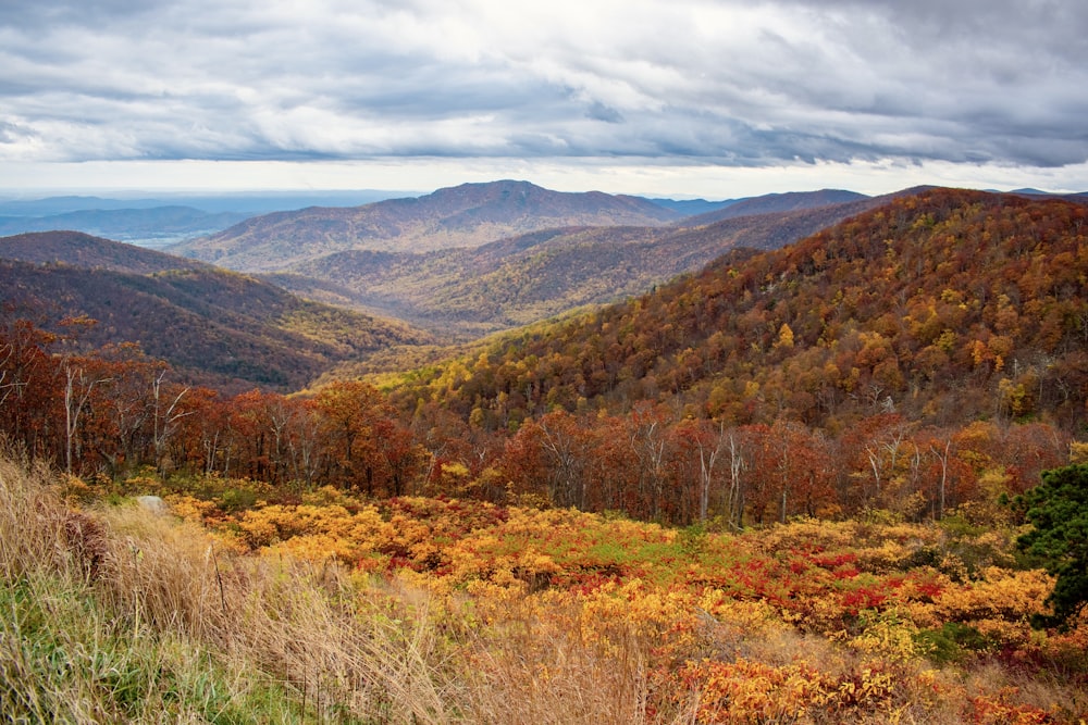 green and brown trees on mountain under white clouds during daytime