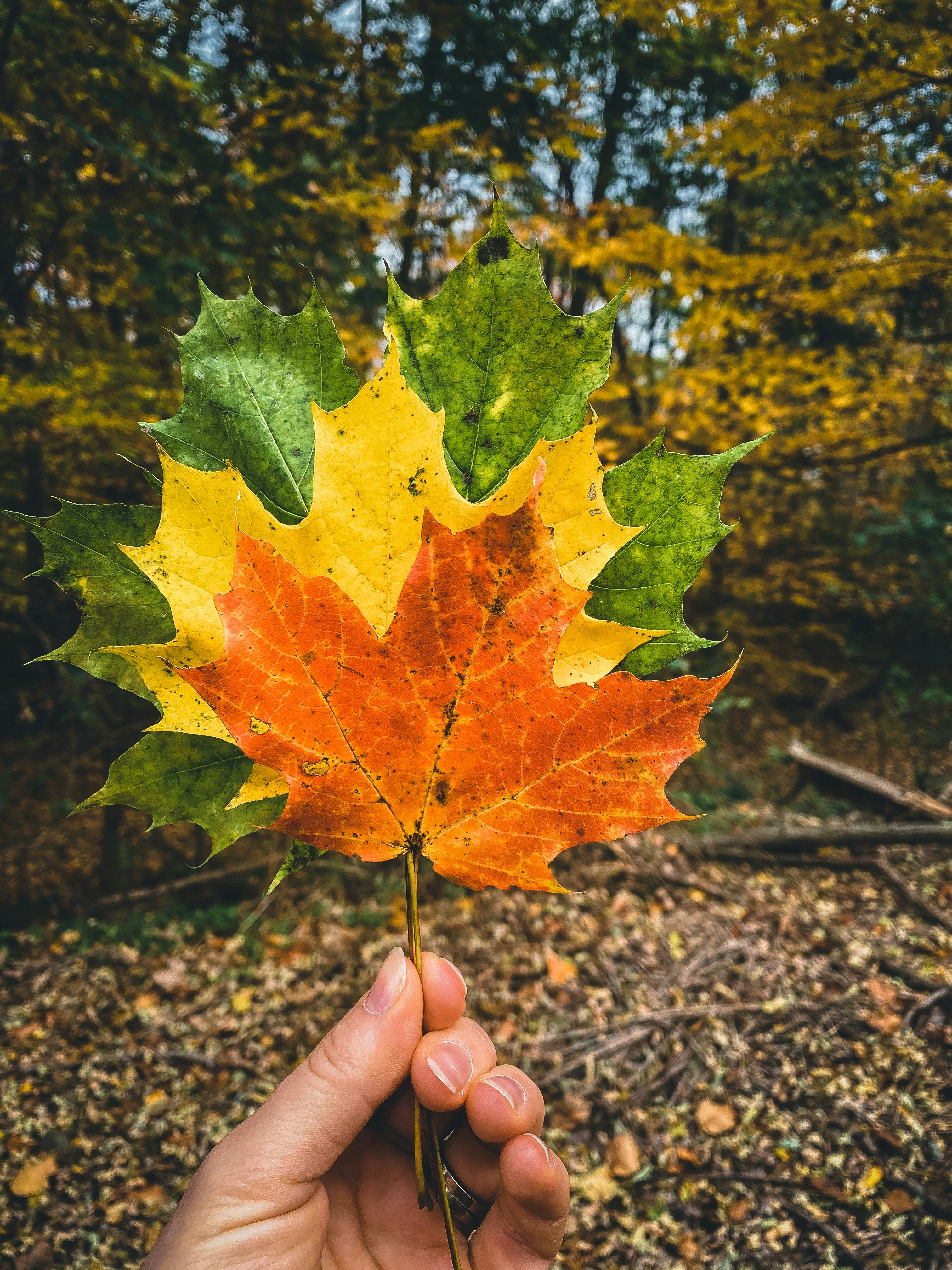 A woman hold three autumn leaves in her hand in a woodland