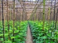 green plants on brown soil