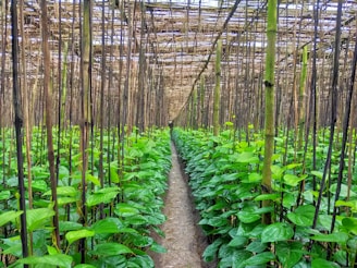 green plants on brown soil