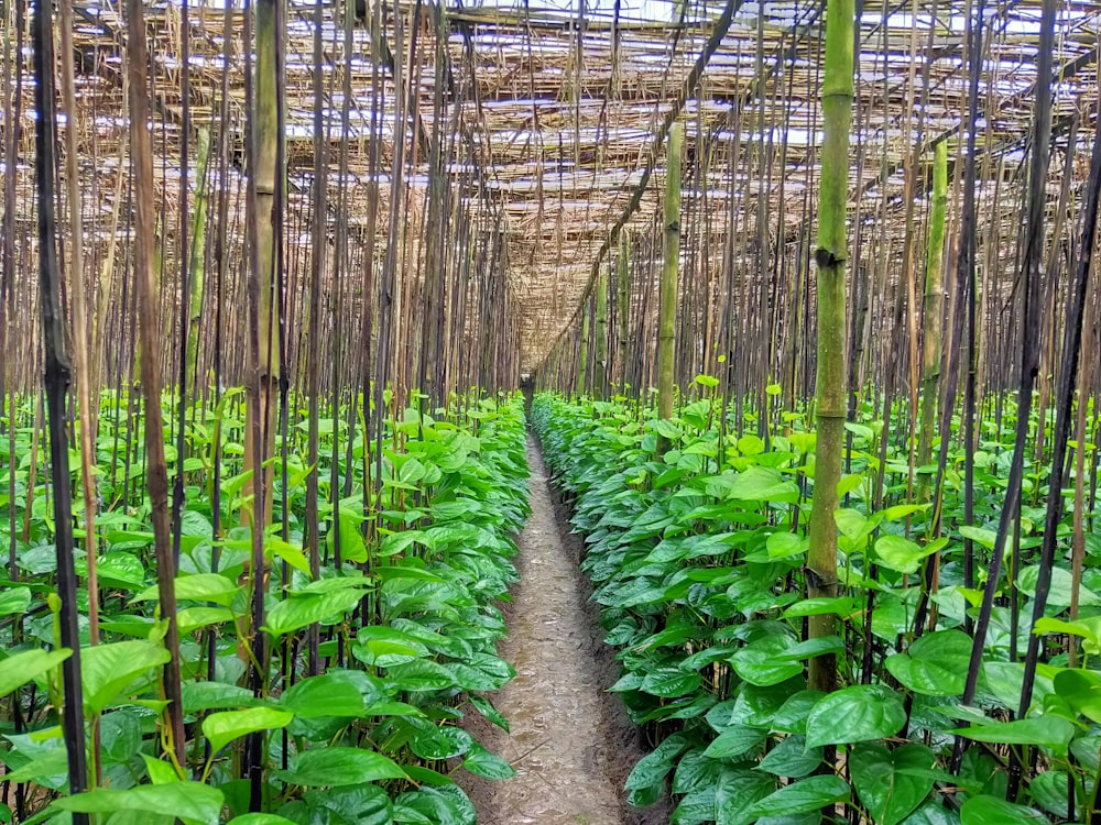 green plants on brown soil