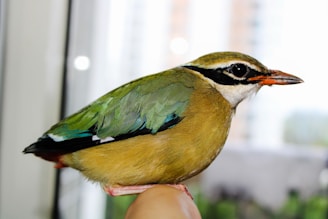 A colorful exotic bird perched calmly on a sitter’s hand inside a bright living room.