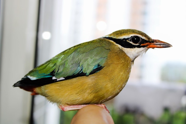 A colorful exotic bird perched calmly on a sitter’s hand inside a bright living room.