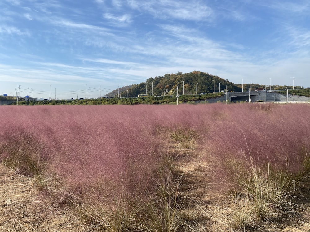 brown grass field near green trees under blue sky during daytime