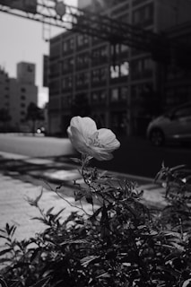A close-up of a single wildflower growing amidst urban debris.