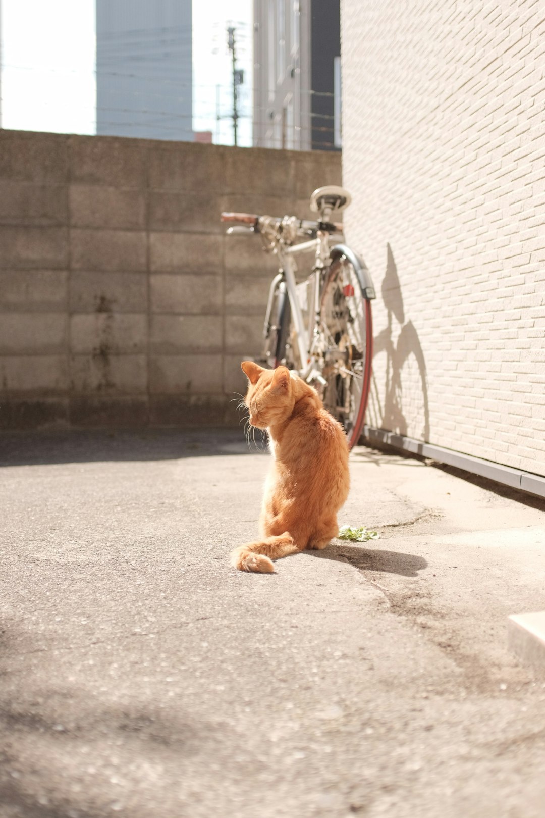 orange tabby cat on gray concrete floor