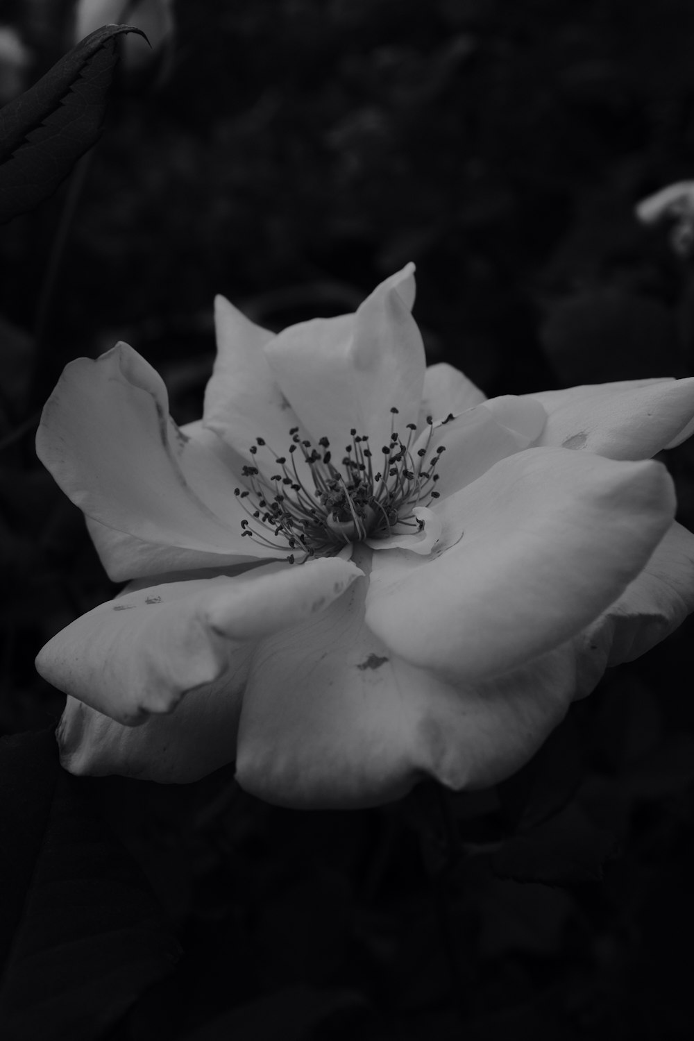 white flower in black background