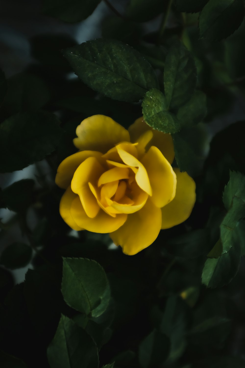 yellow rose in bloom during daytime