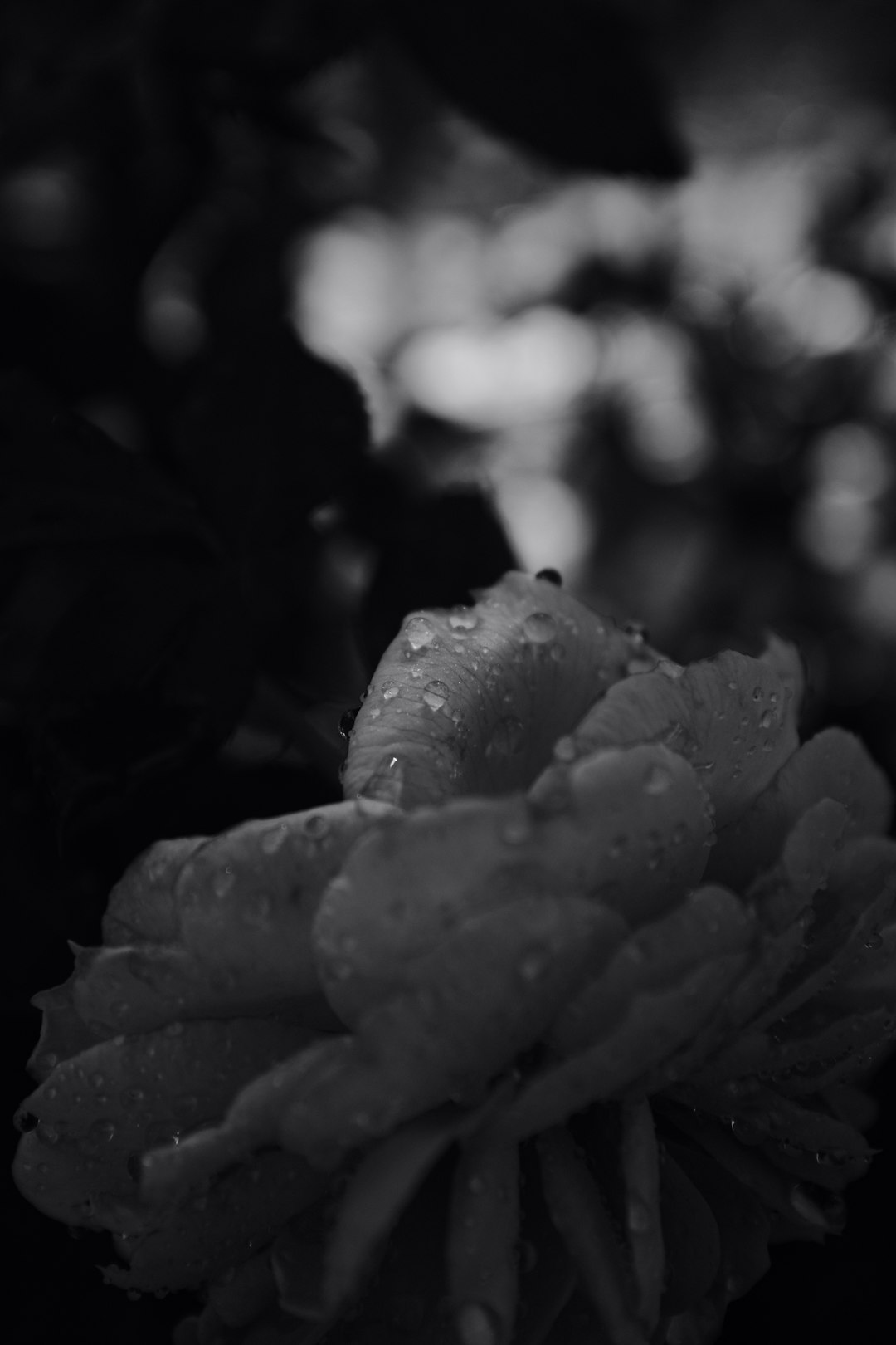 grayscale photo of rose with water droplets