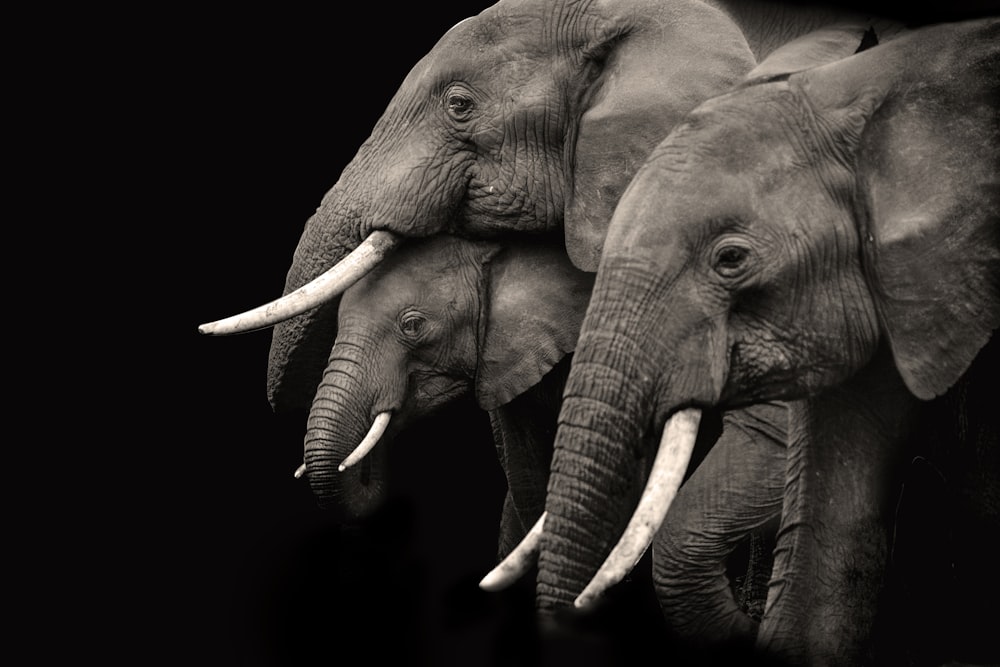 2 gray elephants with white background