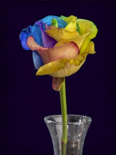 yellow and pink flower in clear glass vase