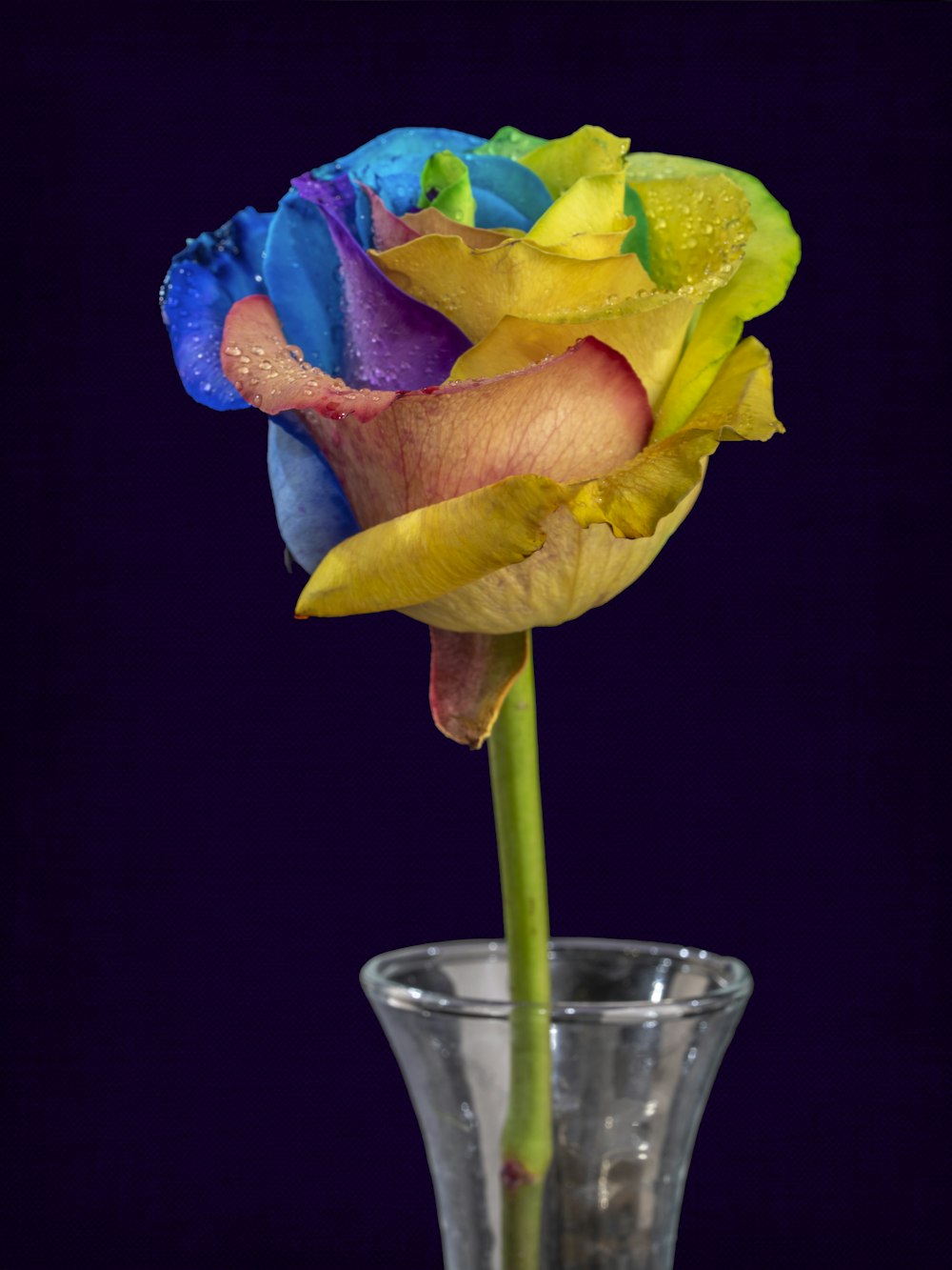 yellow and pink flower in clear glass vase