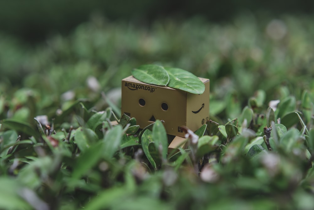 brown cardboard box on green grass during daytime