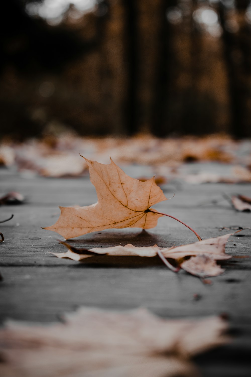 Feuille d’érable brune sur plancher de béton gris