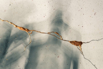 A diagram showing the protective coating around nerves.