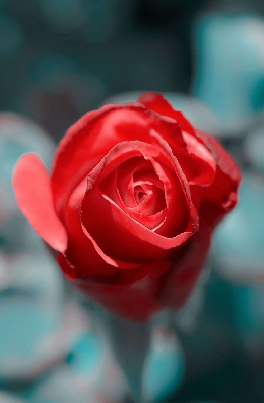 red rose in bloom during daytime