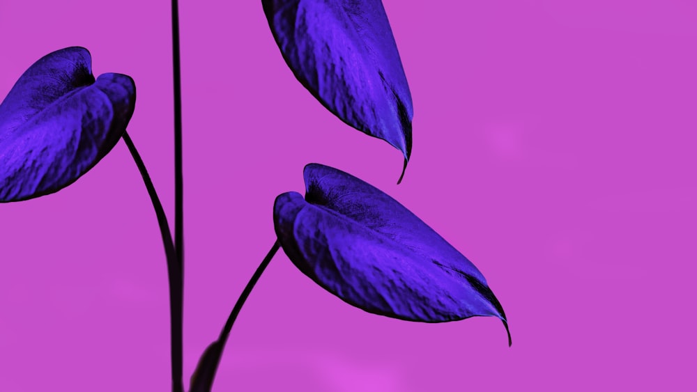 purple flower with green leaves