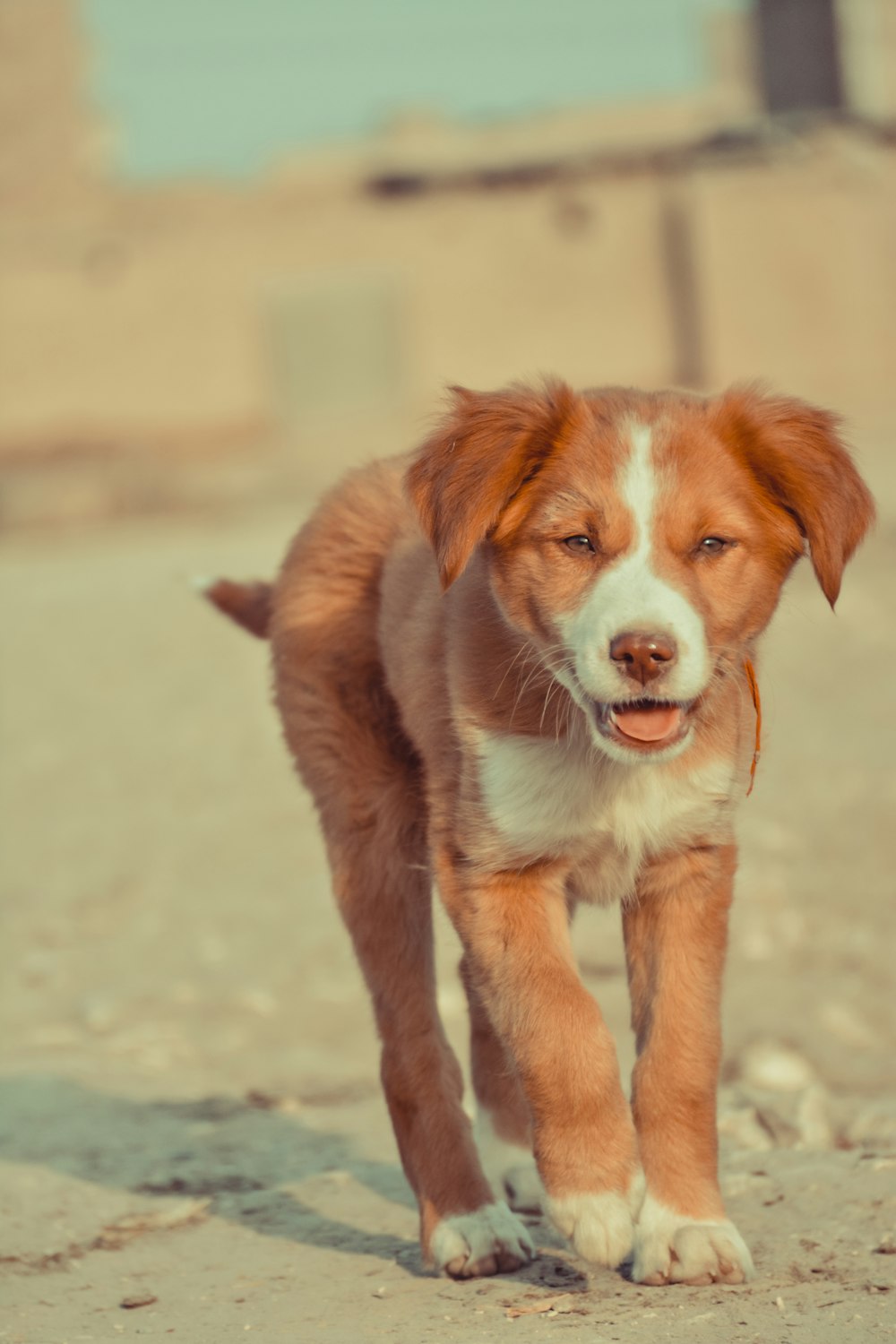 brown and white short coated dog running on white sand during daytime