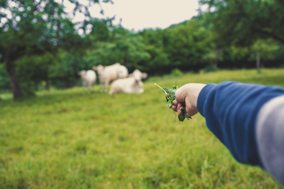 person holding green leaf with white sheep during daytime