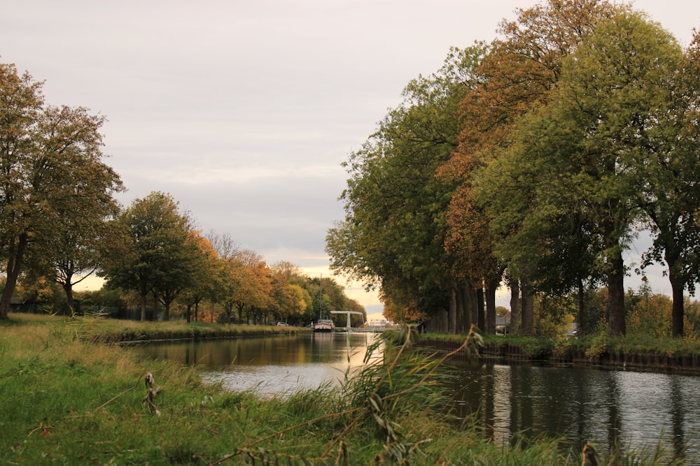 green trees beside river under white sky during daytime