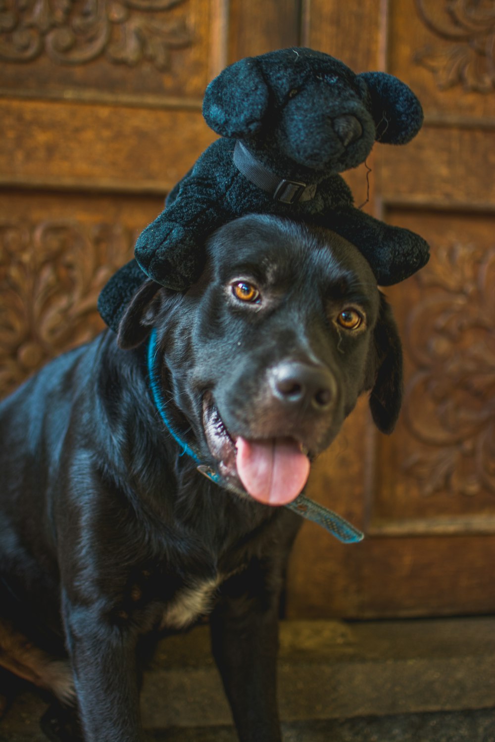 black labrador retriever with blue scarf