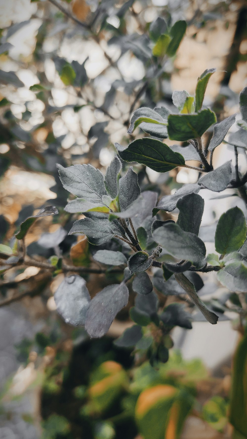 green and white leaves during daytime