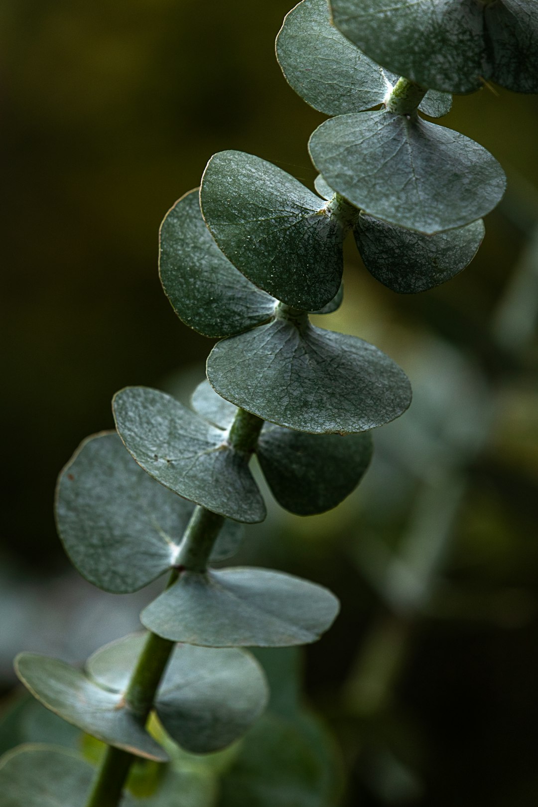 green leaves in tilt shift lens