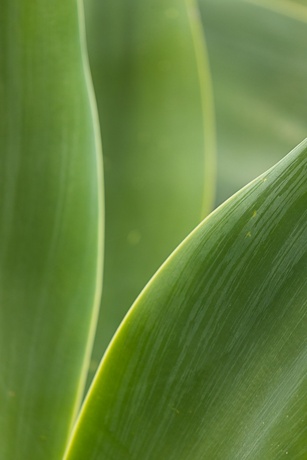 macro photography of green leaf