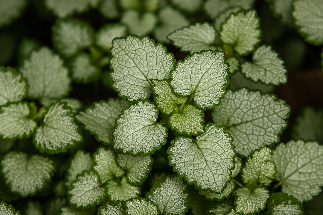 green plant in close up photography